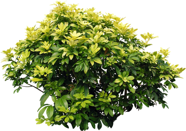 img40.png