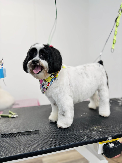 Archie Pet Care Spa Gallery