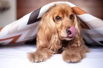 Boosting Vitality and Immune Health in Cocker Spaniels