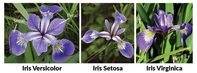 iris machinelearning.png