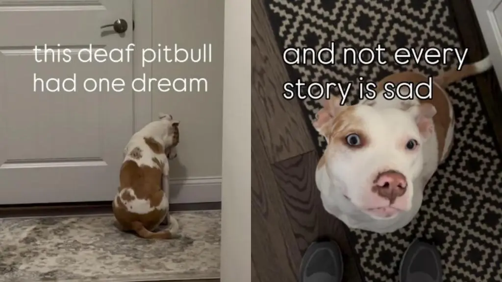 A Deaf Dog’s Long Journey to a Family