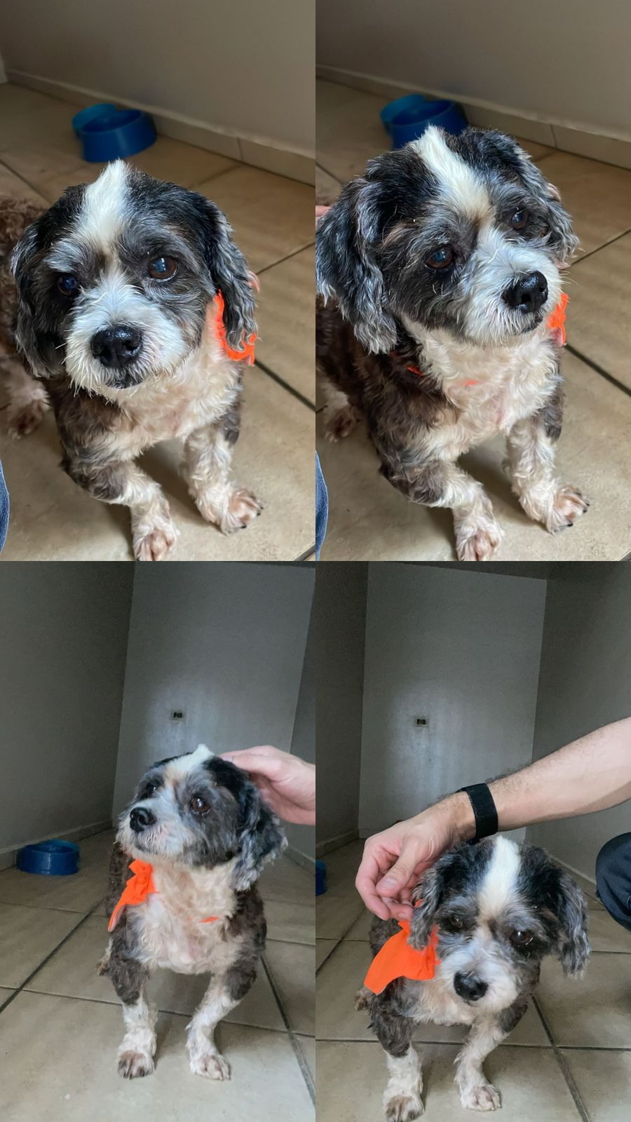 Cachorro é encontrado abandonado próximo ao aeroporto de Ourinhos e busca novo tutor