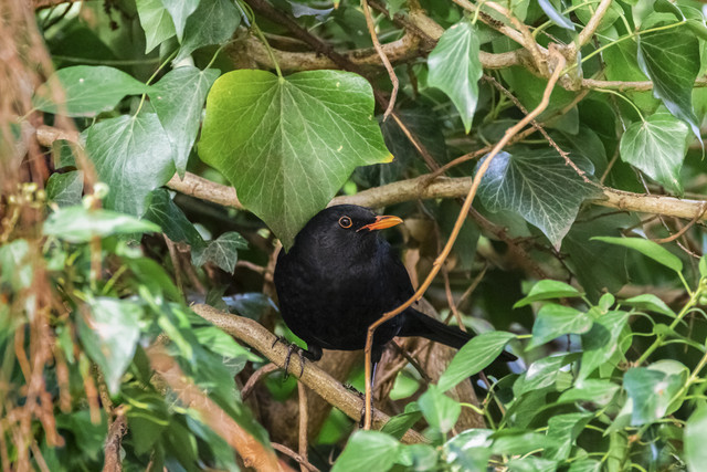 Amsel
