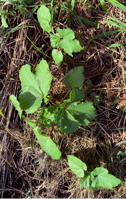 [Image: Okra5.png]