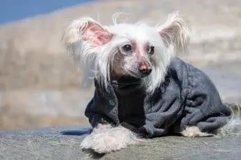 Essential Supplements for Chinese Crested Puppies