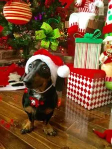 The Ultimate Christmas Gift Guide for Your Canine Companion