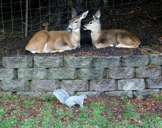 Freeloaders in our backyard.