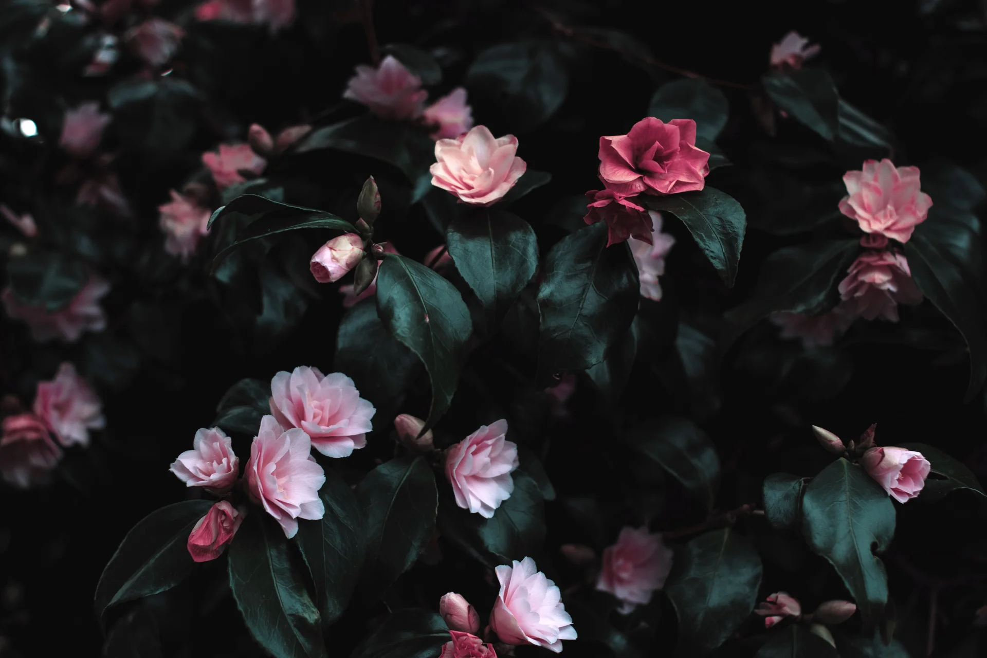 High quality Flower Wallpaper wallpaper by Lisa Fotios from Pexels