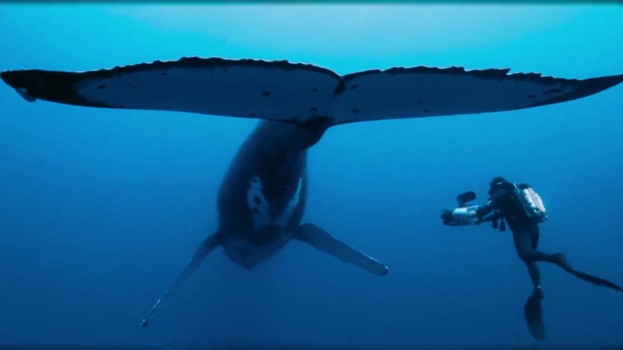 Dolphin Street Screenshot