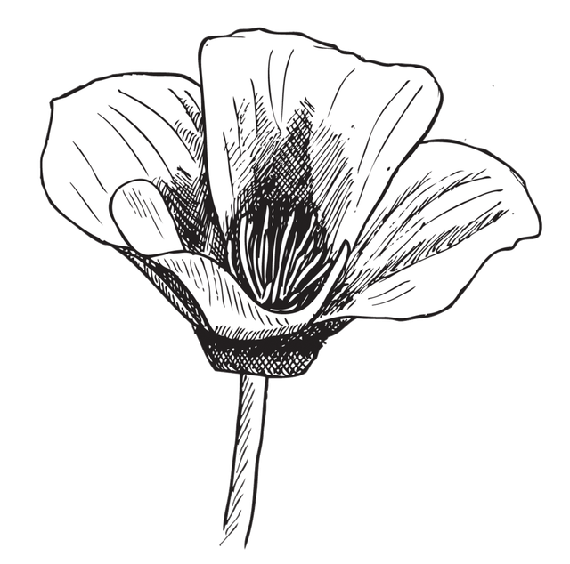 drawing marker flower 12