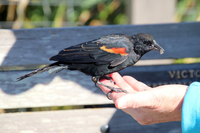 blackbird