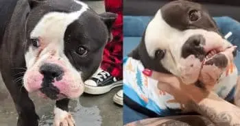Dog Saved From Euthanasia Dies Hours Later After Electrocution