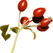 1u
