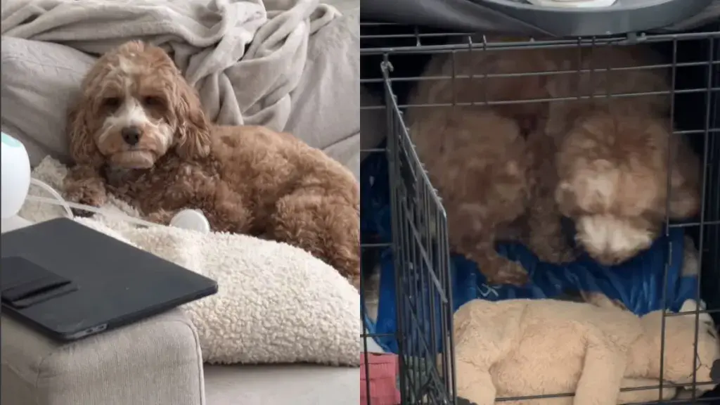 Doodle's Reaction to New Baby Sibling