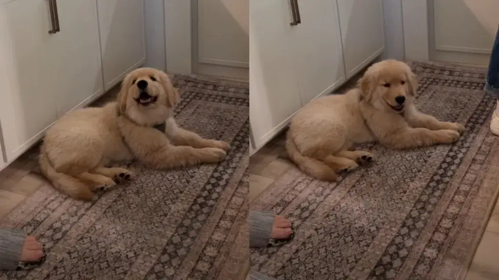Puppy's Joy Lies in Being Included