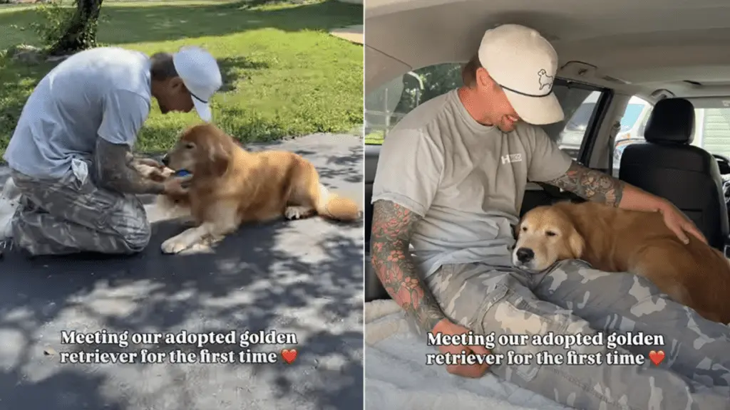 Golden Retriever's Instant Bond with New Owner Warms Hearts