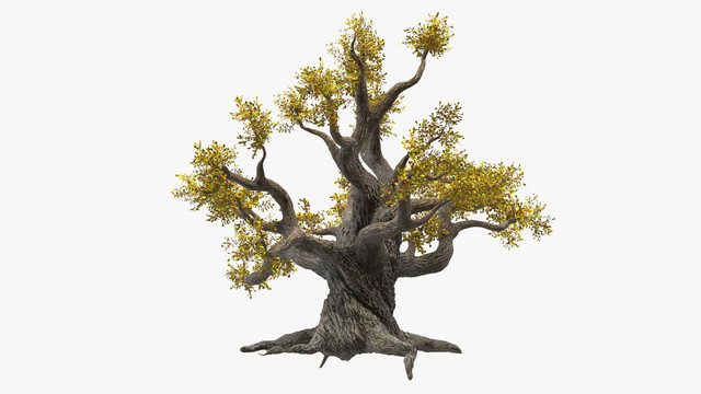oldtwistedoaktreewithleavesc4dmodel001