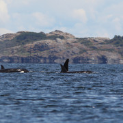Orca-s-2-Border-Maker