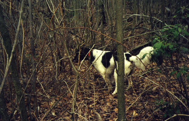 Sam-on-Grouse-Point
