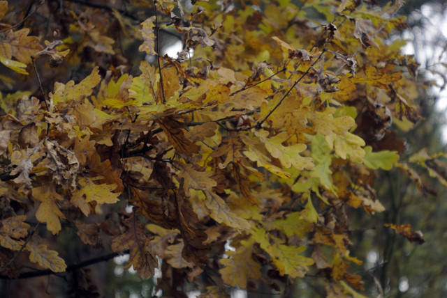 DSC7658.jpg