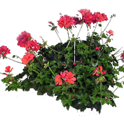 geranium-basket-zps07a0e309