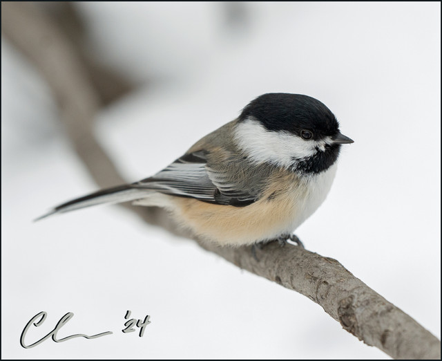 0-fb-chickadee-CAS03203