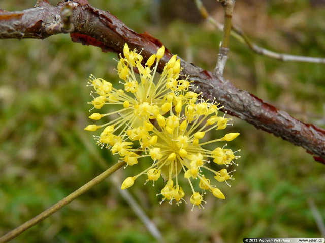 cornus-officinalis-01