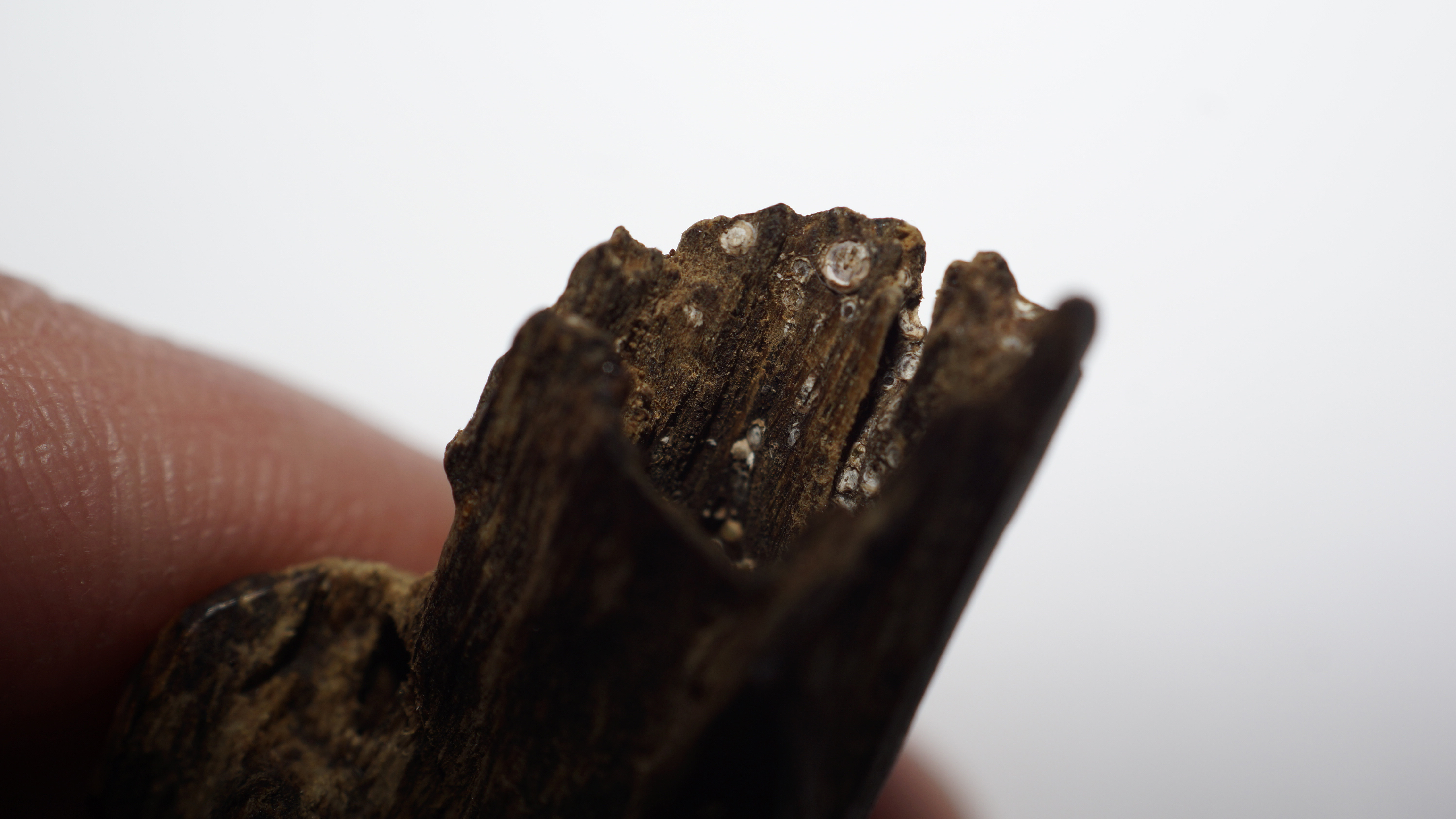 [Ouddict.com] Oud Wood