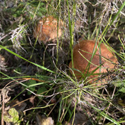 IMG-0812
