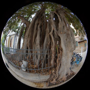 DSCF8981