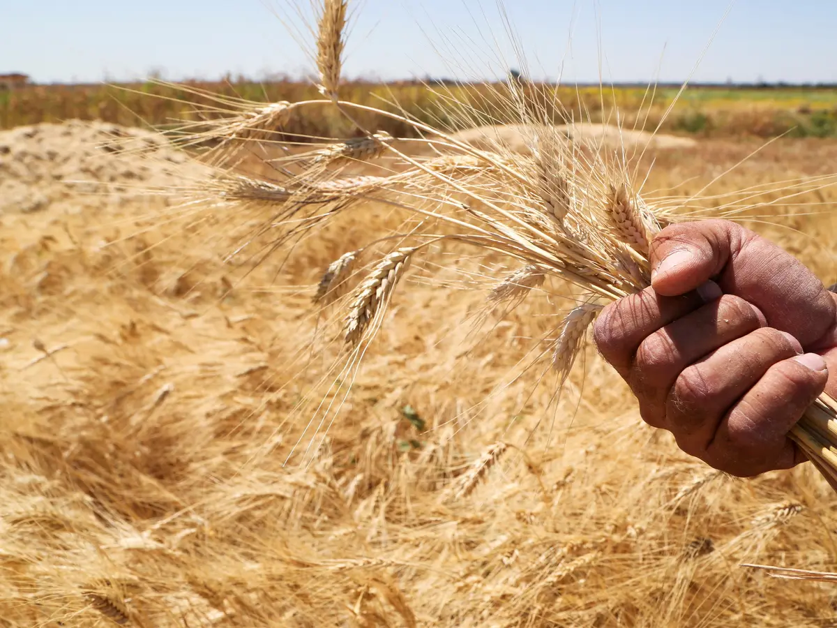 الثورة الزراعية السورية.. من إنتاج المحاصيل إلى صناعة القيمة والثروة