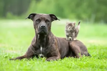 Gentle Giants: Dog Breeds That Defy Their Tough Reputation