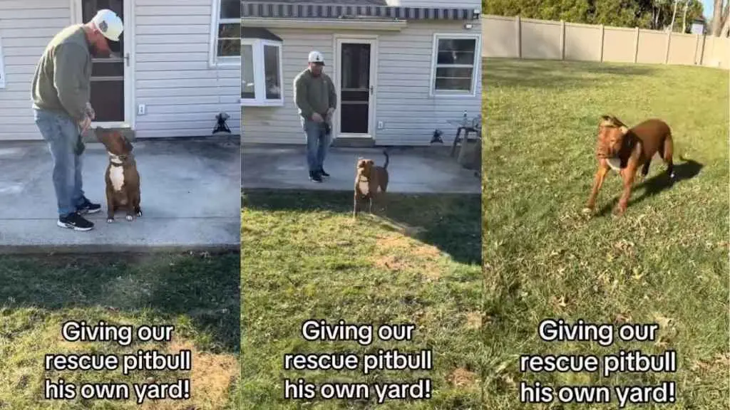 Rescue Dog's First Taste of Freedom