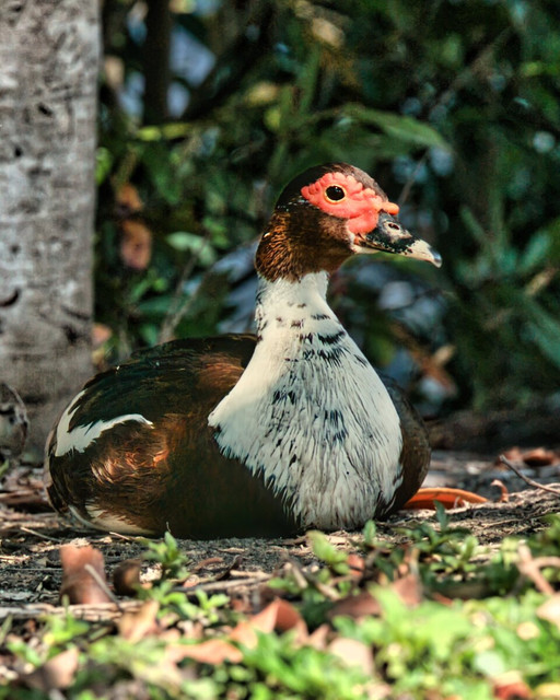 muscovy 2 s.jpg
