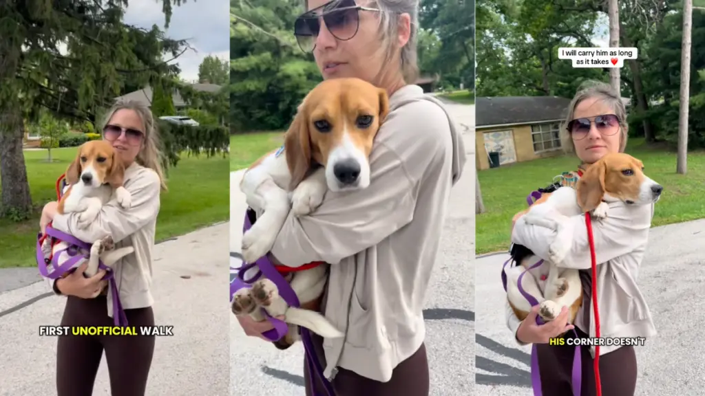Small Steps Forward: A Foster Dog's Journey to Overcoming Fear