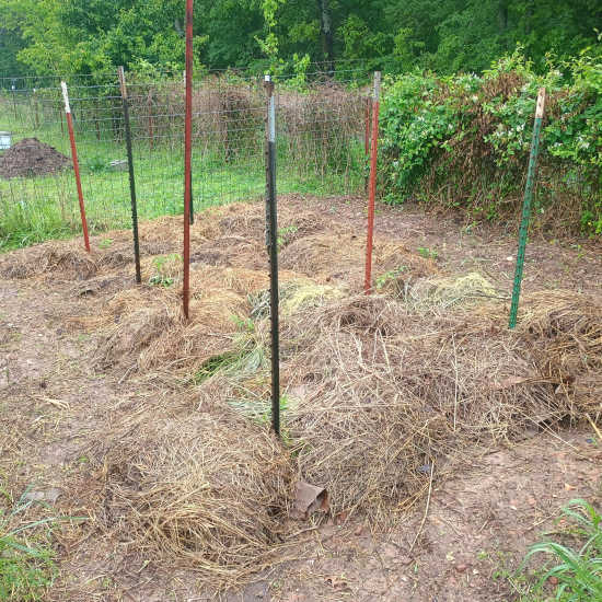 Tomato Patch4 28 2026.jpg