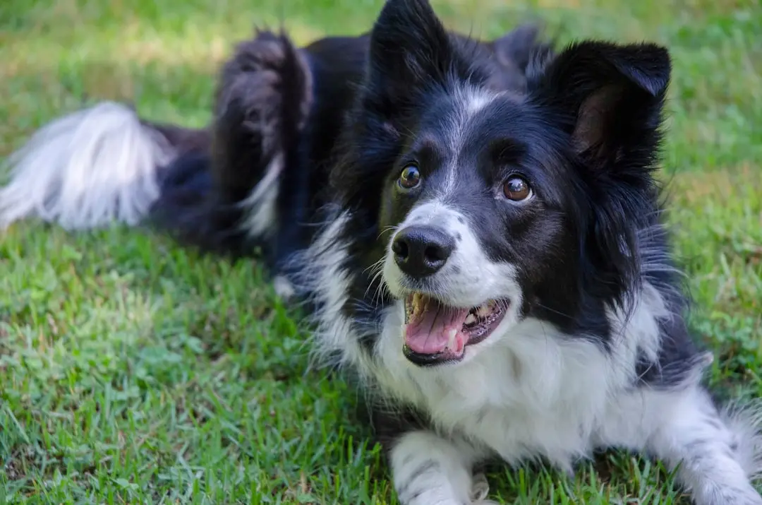 Border Collie and Cowboy Dazzle Crowd with Lasso Dance