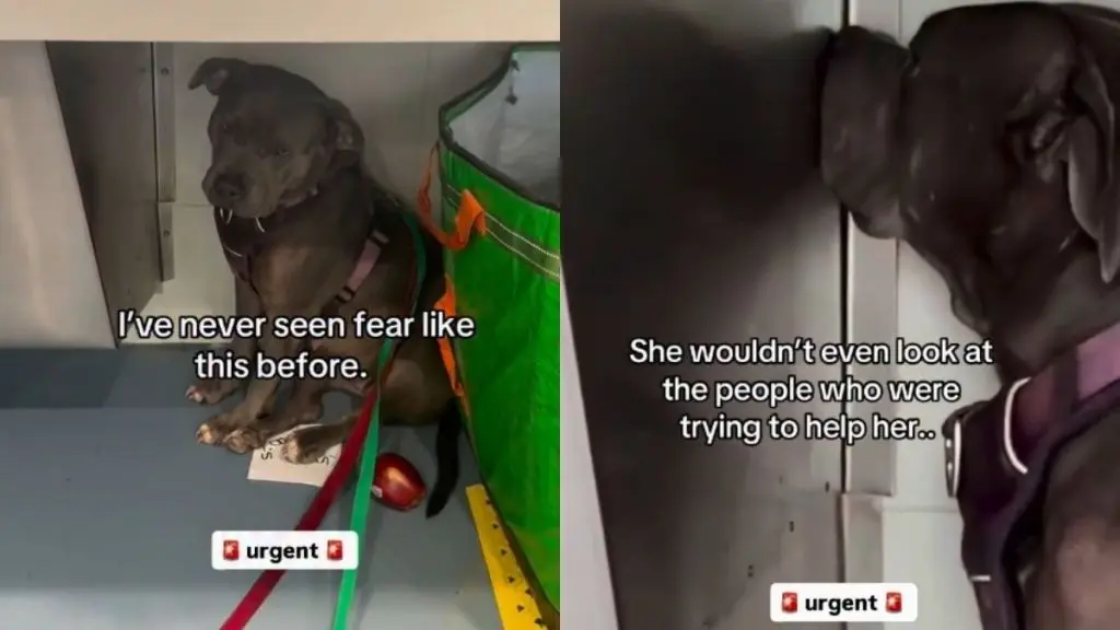 Dog Abandoned at Laundromat Found Terrified and Frozen in Place
