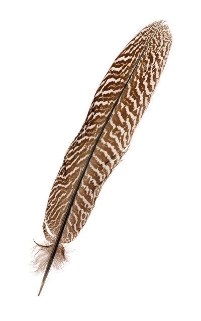 shutterstock 174629807.jpg