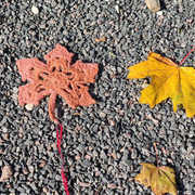 IMG 20261001 043206