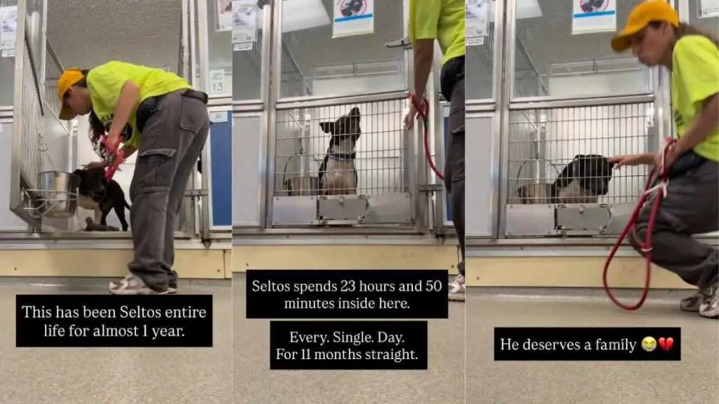 Shelter Dog Spends Most of His Day Confined to a Tiny Kennel