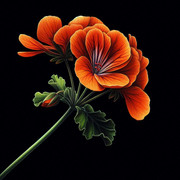 Pelargonie 27
