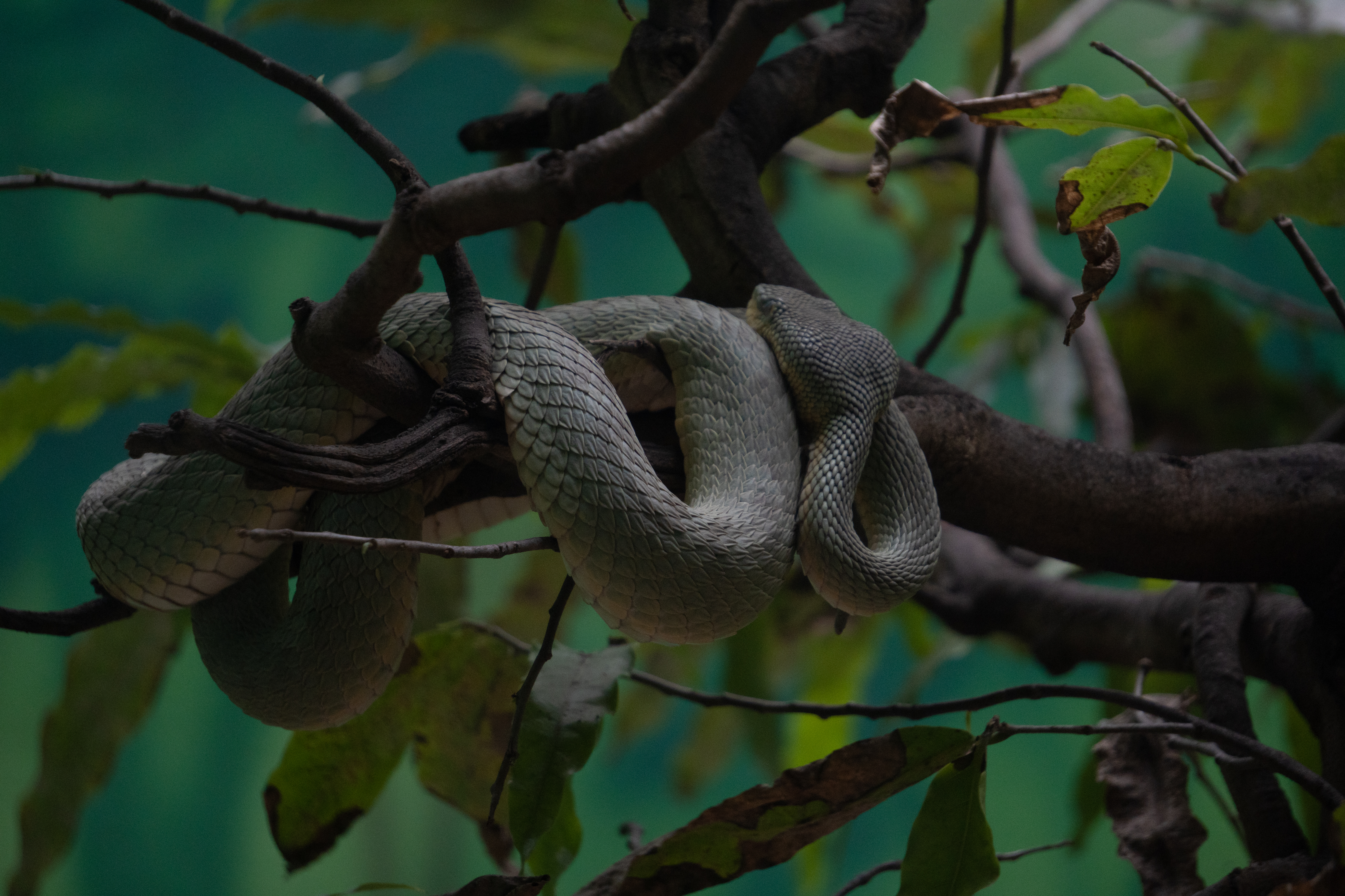 Coiled
