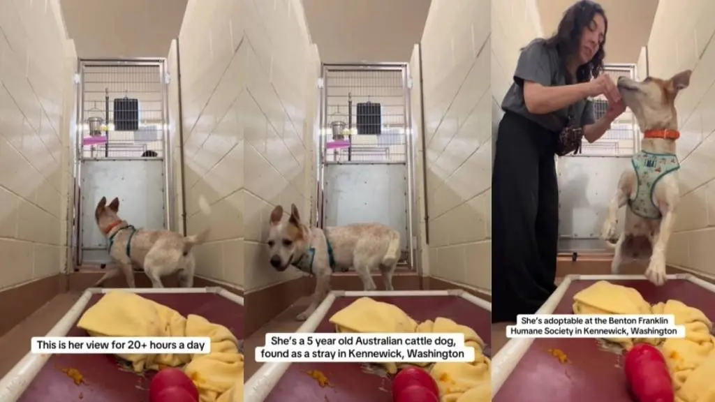 Rescue Dog's Hopeful Pawing at Kennel Door Captivates Hearts Online