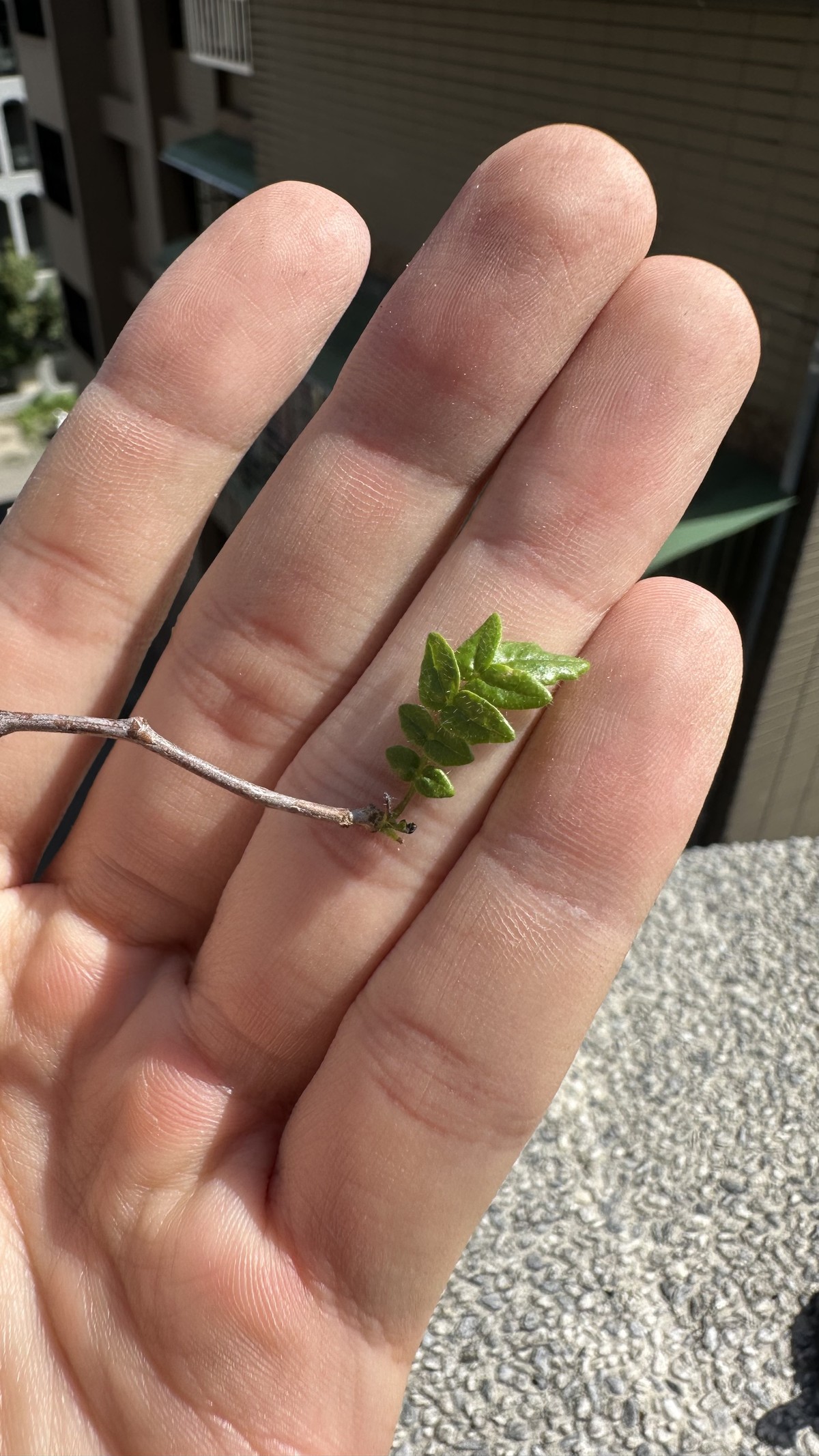 羽葉沒藥換盆紀錄 03