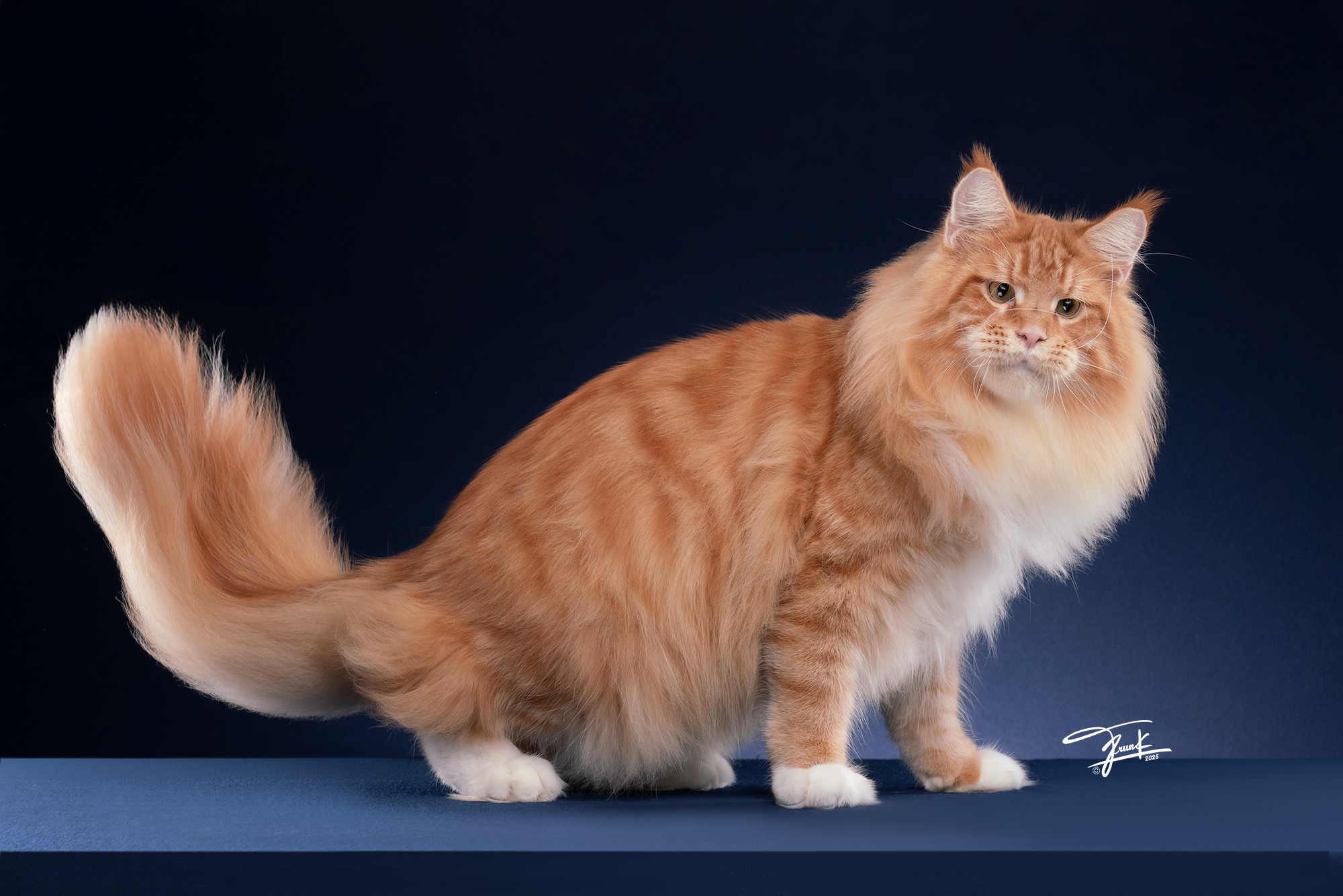 Maine Coon cat standing TigerCoonCat Thailand champion bloodline Nonthaburi
