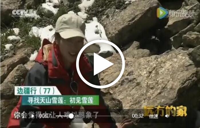 央视、广东卫视出品：百药之王之天山雪莲宣传图片