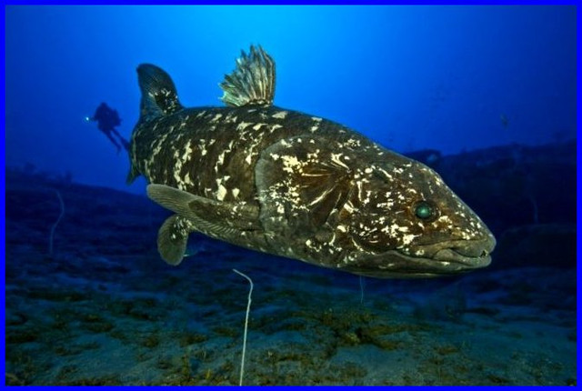 Coelacanth-2