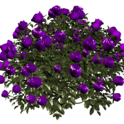 ewyEBn8