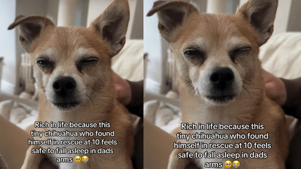Senior Rescue Dog Peanut Finds Comfort in His New Family